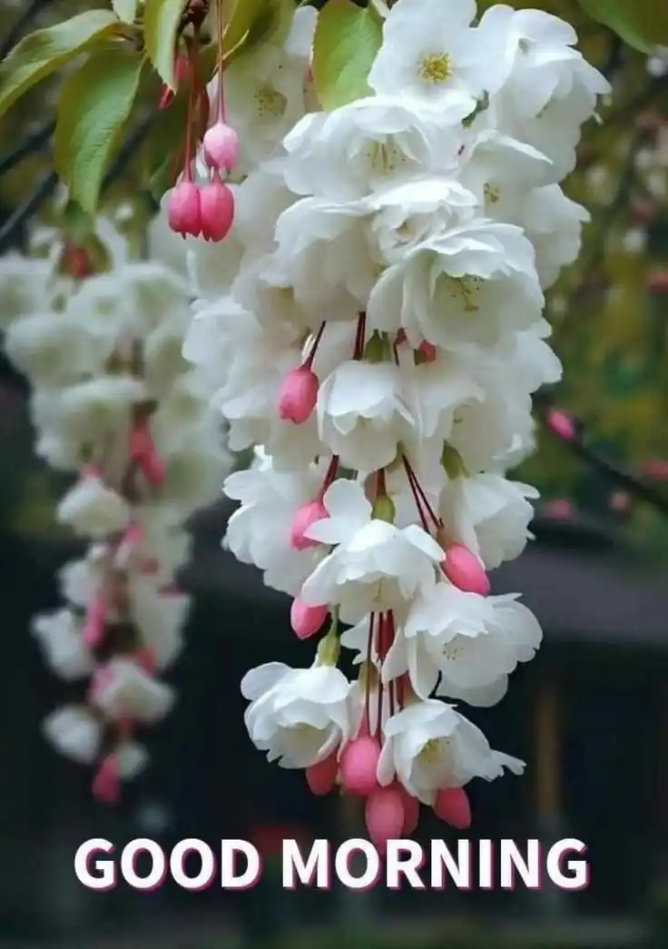 good morning images devotional