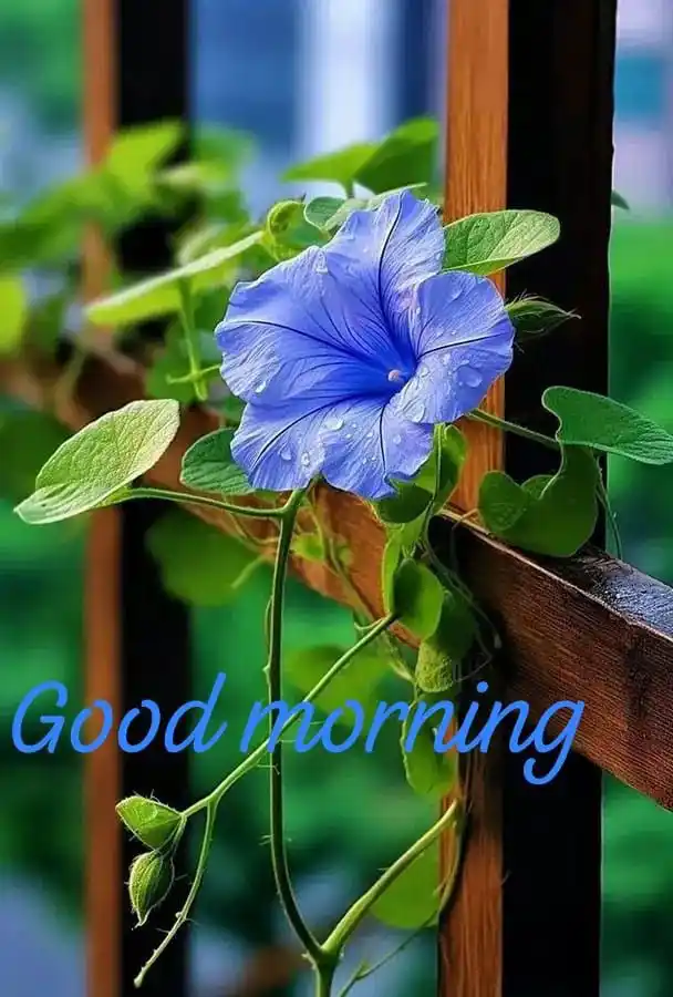 good morning kitchen and cocktail bar photos