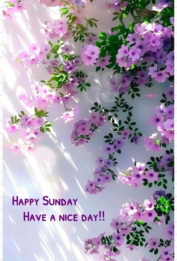 images of good morning and happy wednesday